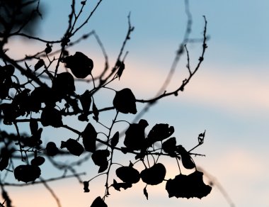 Doğada güzel fotoğraf