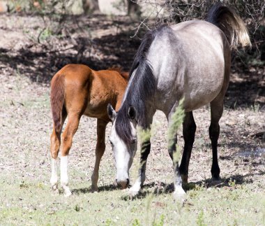 Doğada güzel fotoğraf