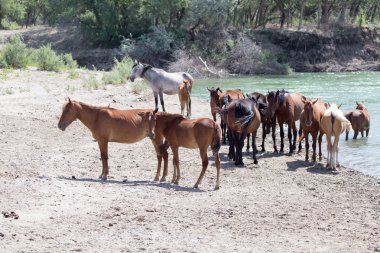 Profesyonel kamera ve lens tarafından çekilmiş fotoğrafı