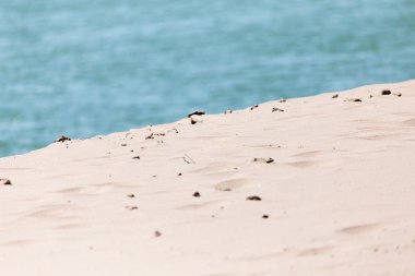 Profesyonel kamera ve lens tarafından çekilmiş fotoğrafı