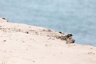 Profesyonel kamera ve lens tarafından çekilmiş fotoğrafı