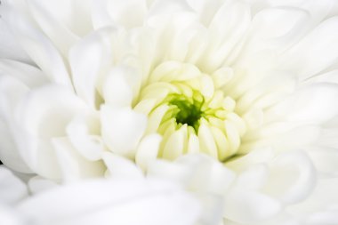 Profesyonel kamera ve lens tarafından çekilmiş fotoğrafı