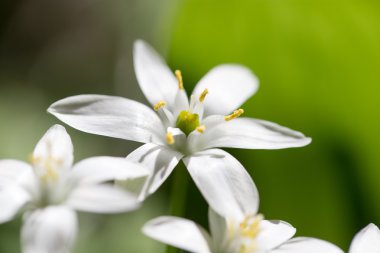 Profesyonel kamera ve lens tarafından çekilmiş fotoğrafı