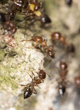Profesyonel kamera ve lens tarafından çekilmiş fotoğrafı