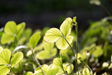 Doğada güzel fotoğraf