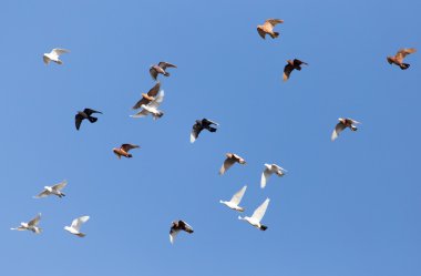 Doğada güzel fotoğraf