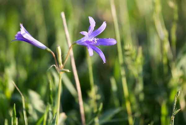 Mooie foto in de natuur — Stockfoto