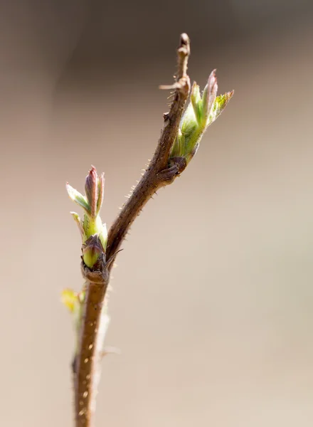 Schönes Foto in der Natur — Stockfoto