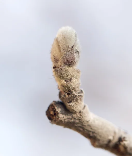 Hermosa foto en la naturaleza — Foto de Stock