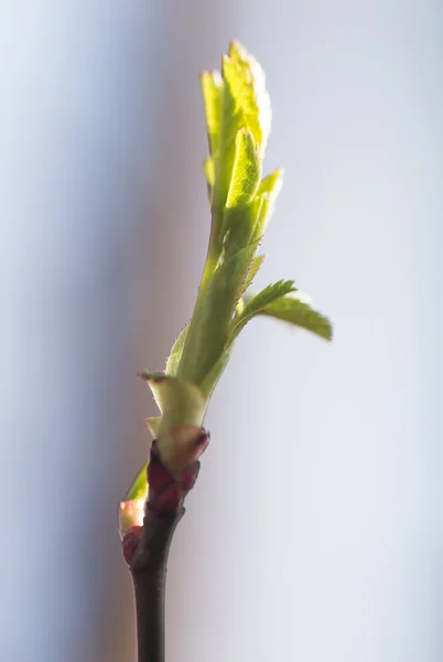 Hermosa foto en la naturaleza — Foto de Stock