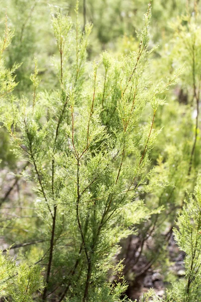 Hermosa foto en la naturaleza —  Fotos de Stock