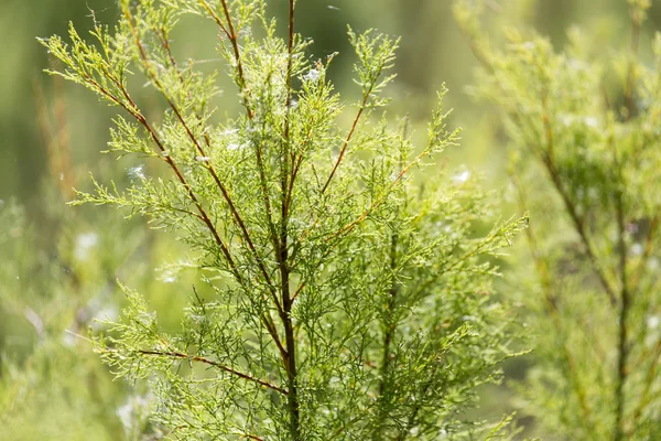 Hermosa foto en la naturaleza — Foto de Stock