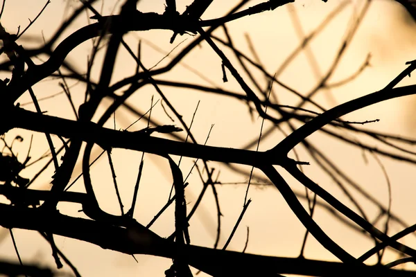 Schönes Foto in der Natur — Stockfoto