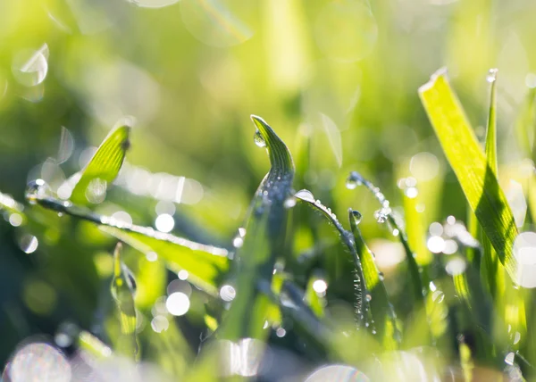 Foto tirada por câmera profissional e lente — Fotografia de Stock