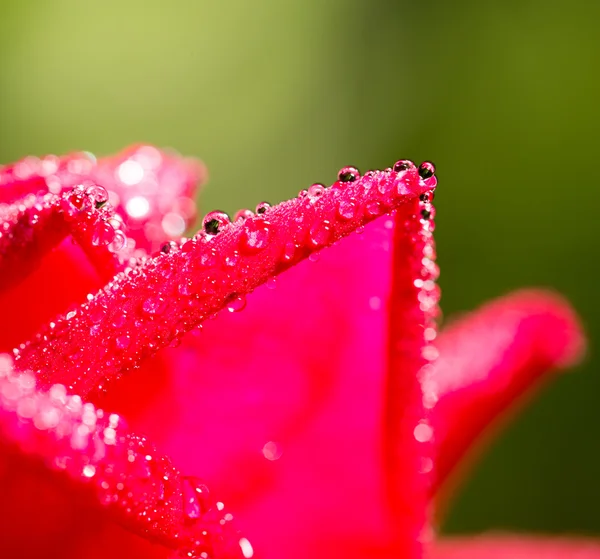 Foto tomada por cámara profesional y lente — Foto de Stock