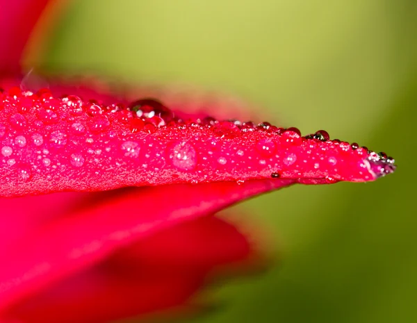 Foto tomada por cámara profesional y lente —  Fotos de Stock