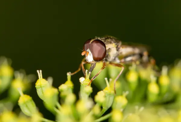 Foto tomada por cámara profesional y lente — Foto de Stock