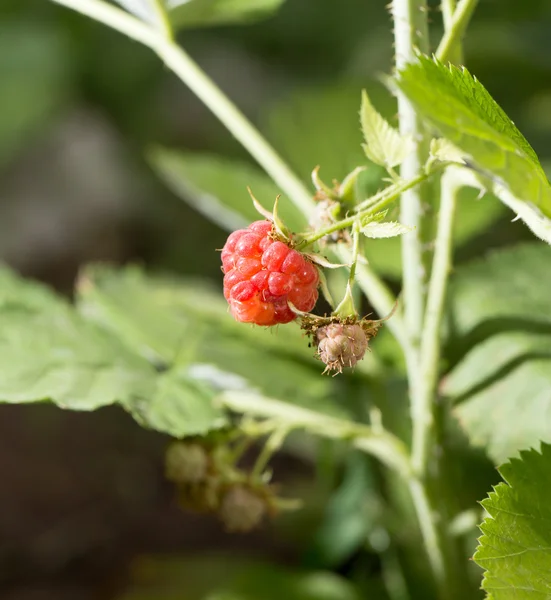 Photo taken by professional camera and lens — Stock Photo, Image