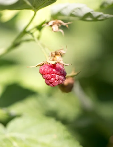 Belle photo dans la nature — Photo