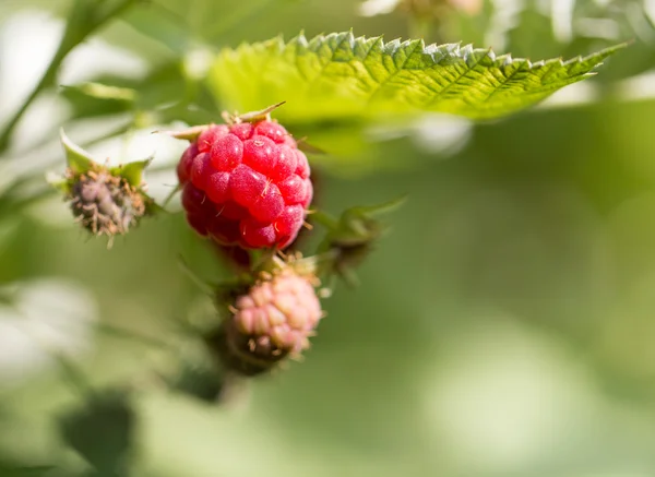 Mooie foto in de natuur — Stockfoto