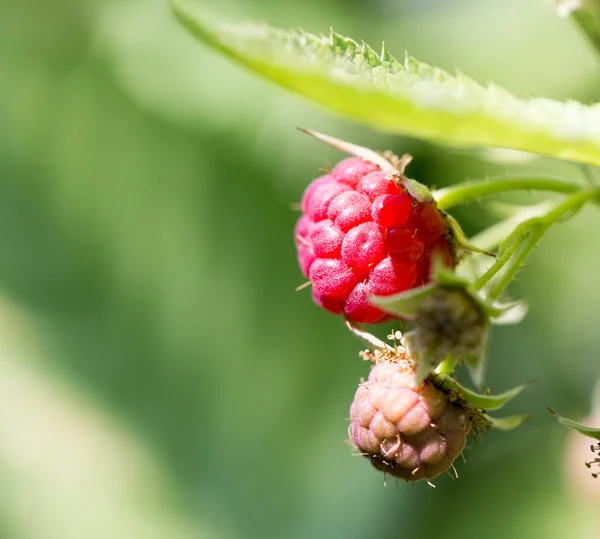 Beautiful photo in nature — Stock Photo, Image