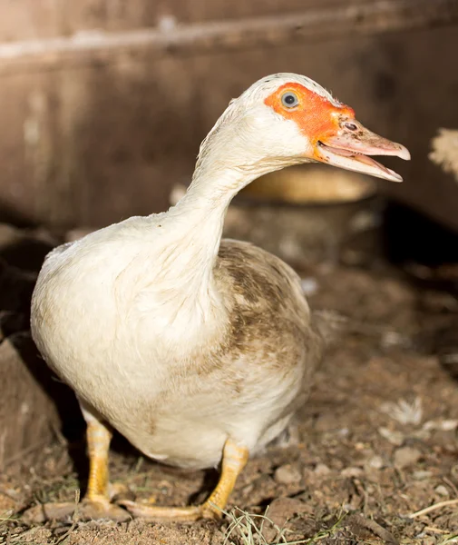 Vackert foto i naturen — Stockfoto