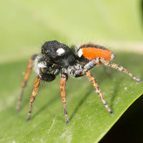 Hermosa foto en la naturaleza —  Fotos de Stock