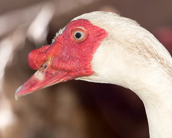 Mooie foto in de natuur — Stockfoto