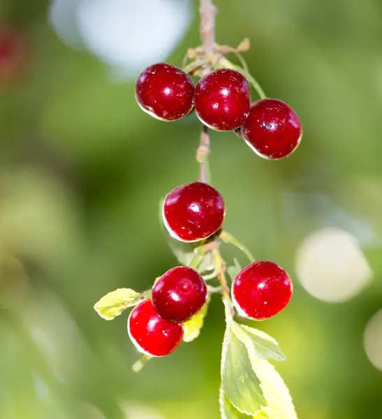 Mooie foto in de natuur — Stockfoto