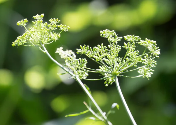 Beautiful photo in nature — Stock Photo, Image