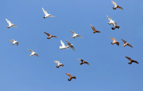 Schönes Foto in der Natur — Stockfoto