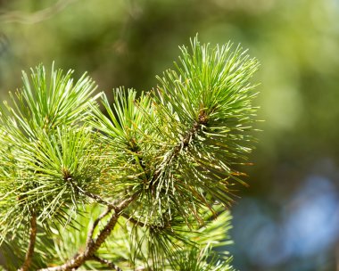 Doğada güzel fotoğraf