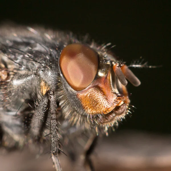 Vackert foto i naturen — Stockfoto