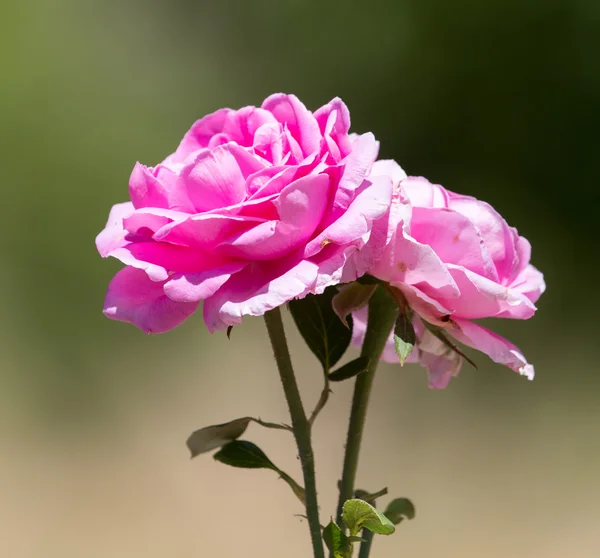 Mooie foto in de natuur — Stockfoto