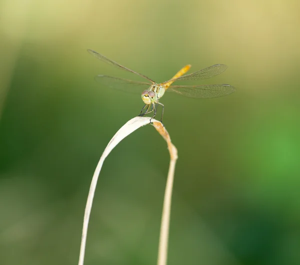 Mooie foto in de natuur — Stockfoto