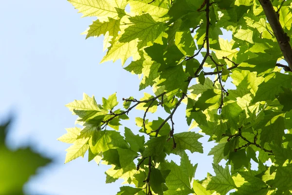 Mooie foto in de natuur — Stockfoto