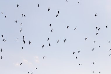 Doğada güzel fotoğraf