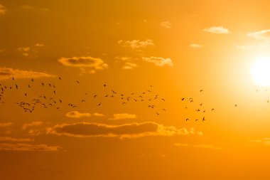 Doğada güzel fotoğraf