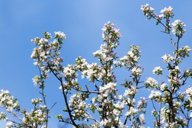 doğa ağacında çiçekler