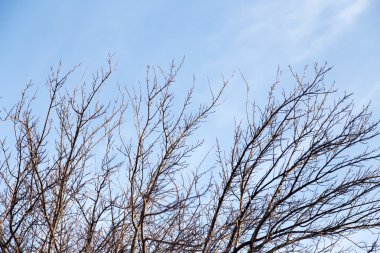 Doğada güzel fotoğraf