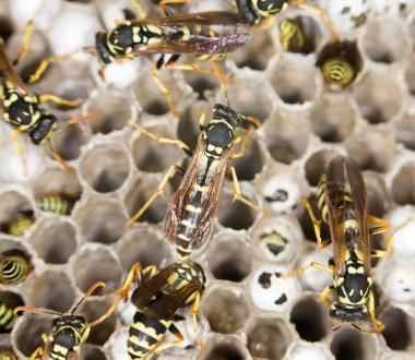 doğada yaşayan böcek