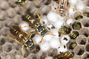 doğada yaşayan böcek