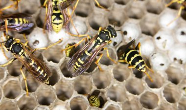 doğada yaşayan böcek