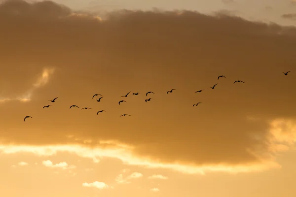 Hermosa foto en la naturaleza — Foto de Stock