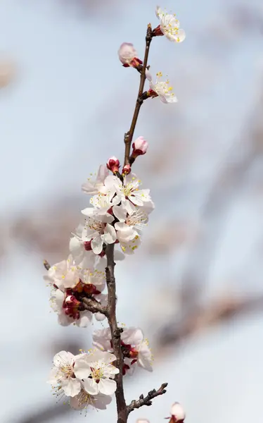 在大自然中树上的花 — 图库照片