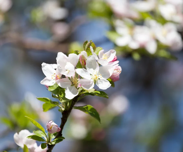 Blommor på träd i naturen — Stockfoto