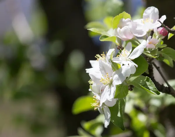 Blommor på träd i naturen — Stockfoto