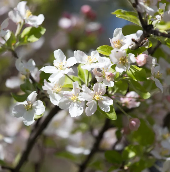 Blommor på träd i naturen — Stockfoto