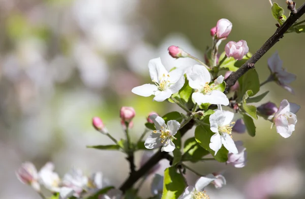 Fleurs sur l'arbre dans la nature — Photo