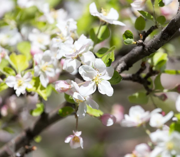 Fleurs sur l'arbre dans la nature — Photo